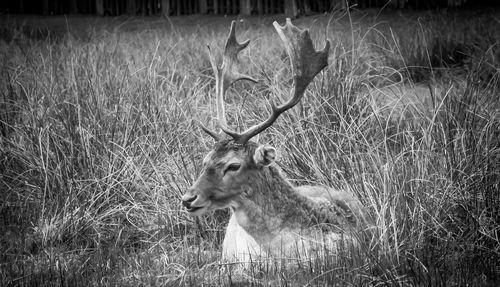 Close-up of deer on field