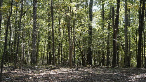 Trees in forest against sky