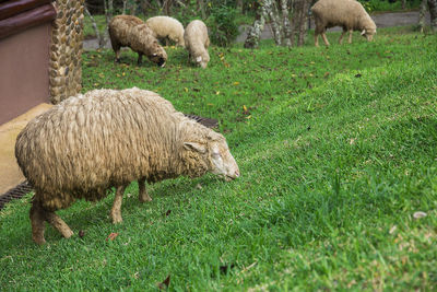 Sheep grazing in a field