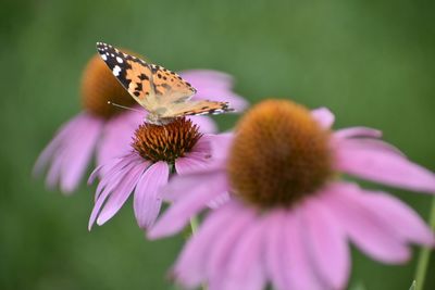 Close-up of butterfly pollinating on purple flower