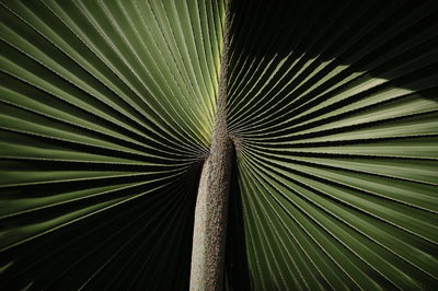 Full frame shot of palm leaves