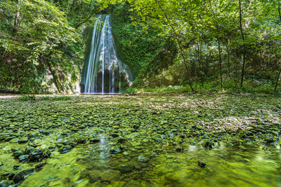 Scenic view of waterfall in forest