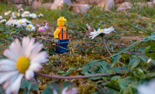 Close-up of white flowering plant on field