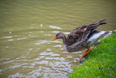 Side view of a bird in lake