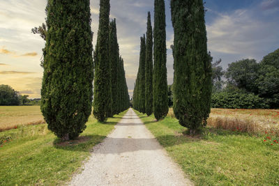 Trees growing on field against sky