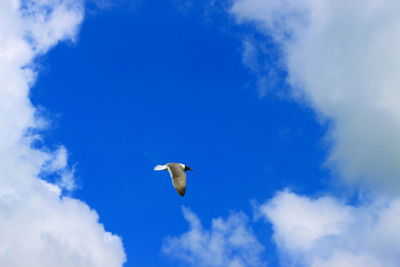 Low angle view of bird flying against blue sky