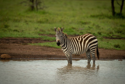Plains zebra stands in waterhole watching camera
