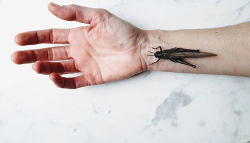 Close-up of human hand against white wall