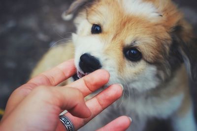 Midsection of person holding dog