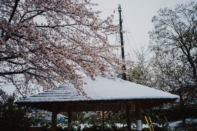 Cherry tree by building against sky