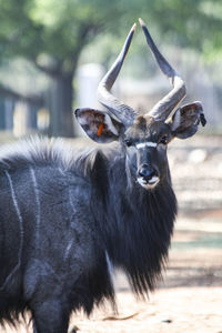 Close-up of a horse