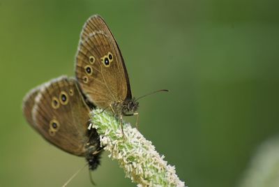 Close-up of butterfly on plant