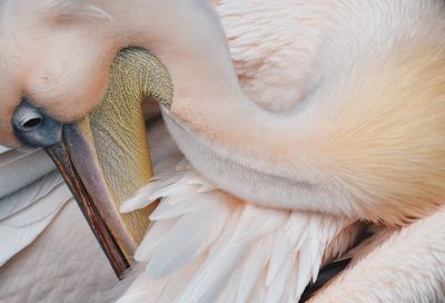 High angle view of pelican