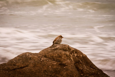 Bird perching on rock by sea