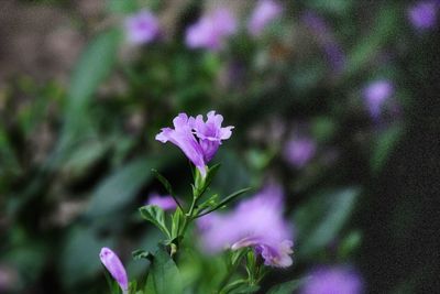 Close-up of purple flowering plant