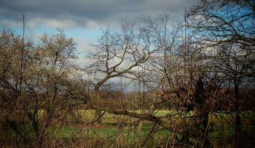 Bare trees in forest against sky