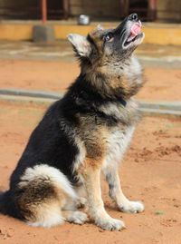 Close-up of a dog looking away