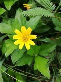 Close-up of yellow flower blooming outdoors