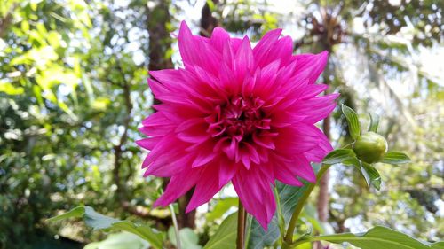 Close-up of pink flower blooming outdoors