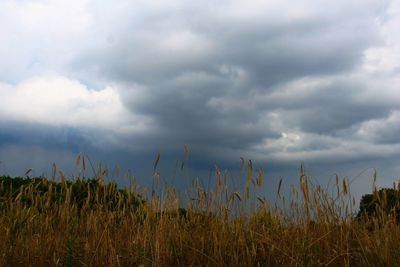 Crops growing on field against sky