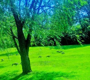 Trees on landscape