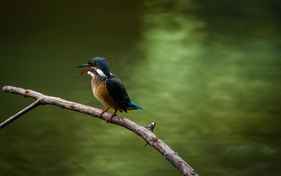 Close-up of bird perching on branch