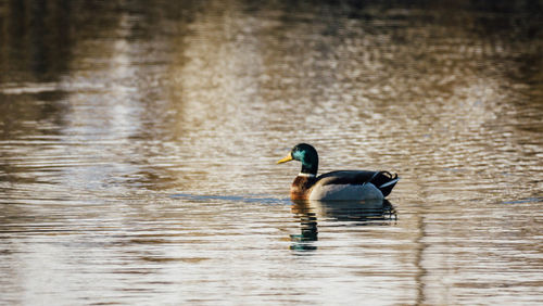 Duck swimming on lake