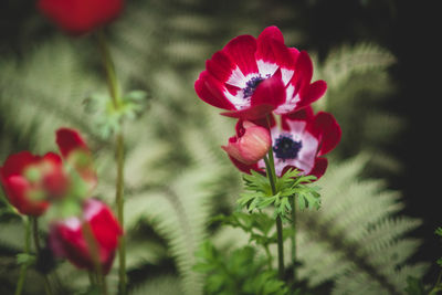 Close-up of red flowering plant leaves