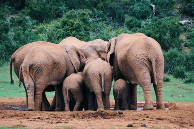 Elephants standing on field