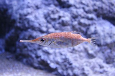 Close-up of fish swimming in sea