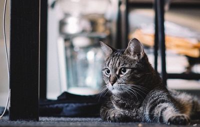 Close-up of a cat looking away