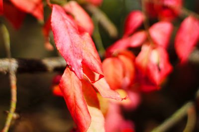 Close-up of pink rose flower