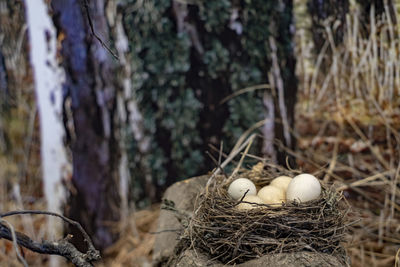 Close-up of bird in nest