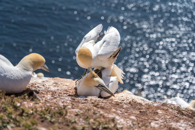 View of birds in water