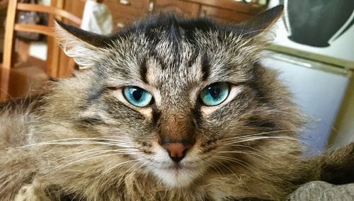 Close-up portrait of a cat