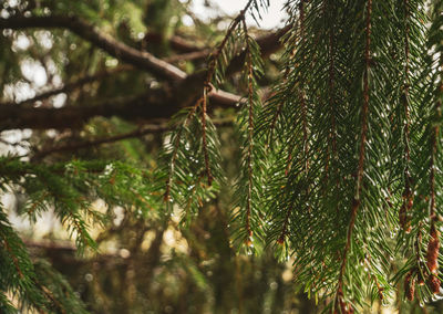 Close-up of pine tree branch