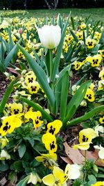 Close-up of yellow flower blooming in park