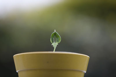 Close-up of seedling in pot