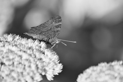 Close-up of butterfly pollinating flower