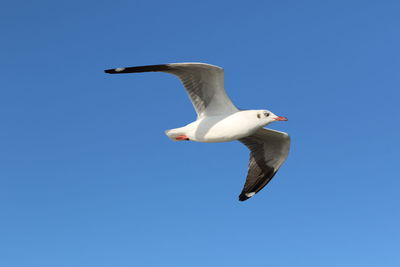 Low angle view of seagull flying