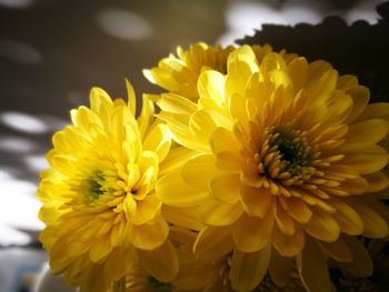 Close-up of yellow flowers blooming outdoors