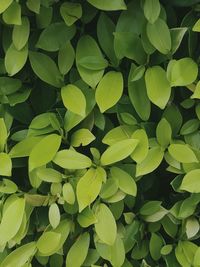 Close-up of leaves