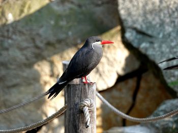 Close-up of bird perching on wooden post