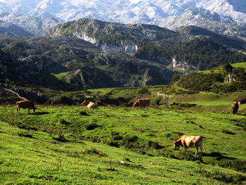 Cows grazing in a field