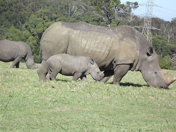 Flock of sheep on field