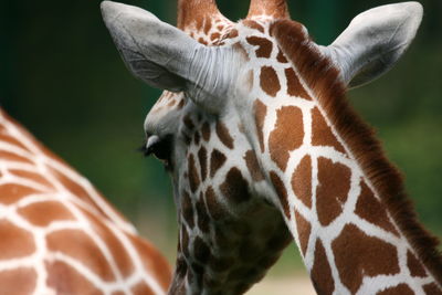 Close-up of giraffe