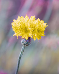 Close-up of yellow flowering plant