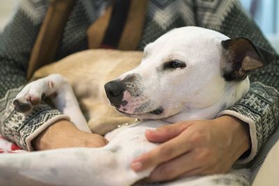 Midsection of man with dog relaxing outdoors