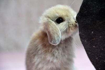 Close-up of a bird