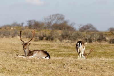 Deer on field against sky